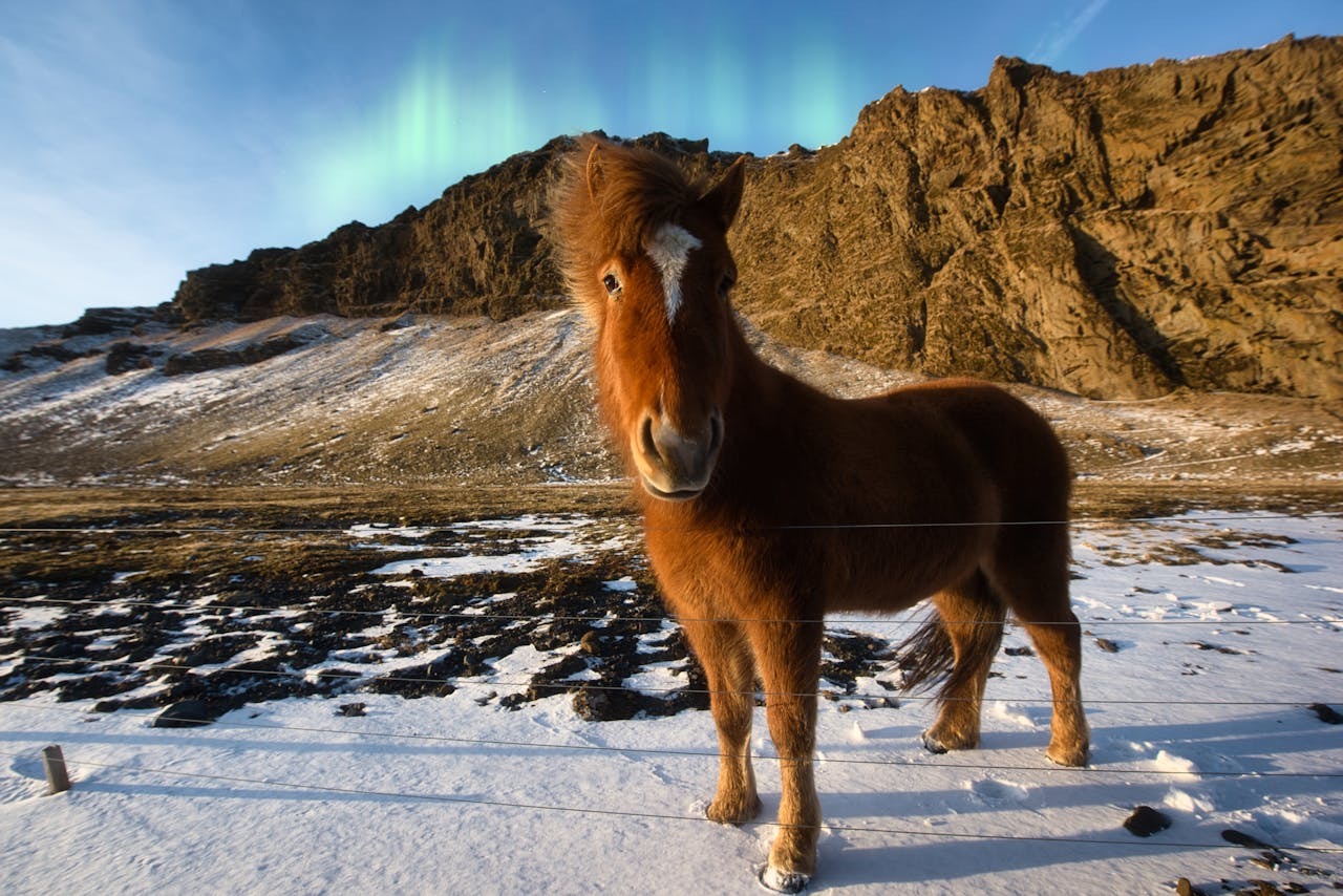 Iceland horse