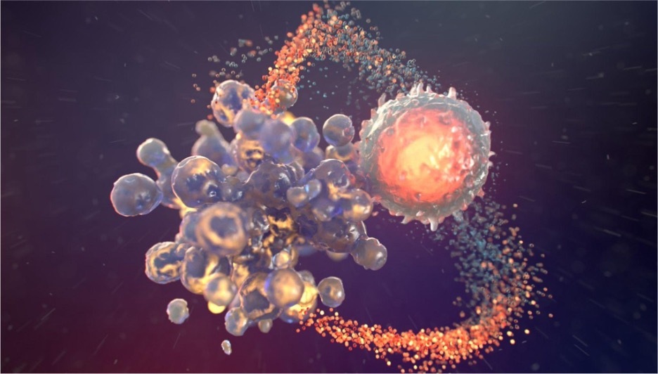 Digital animation of Call apoptosis © Fusion Animation, 2025